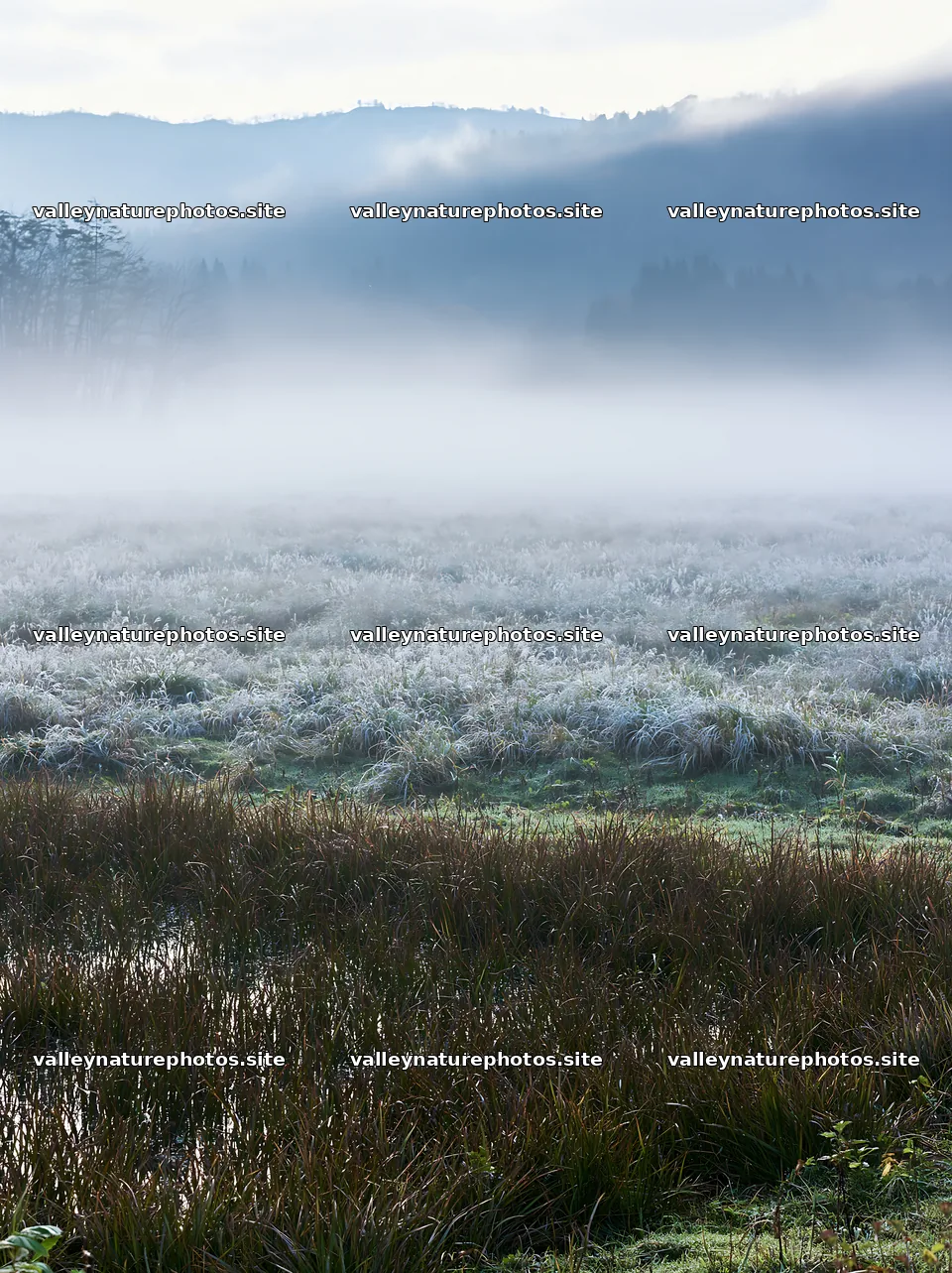 Akita snowmelt meadow with silver grasses in early morning light – nature photography 6866x9174