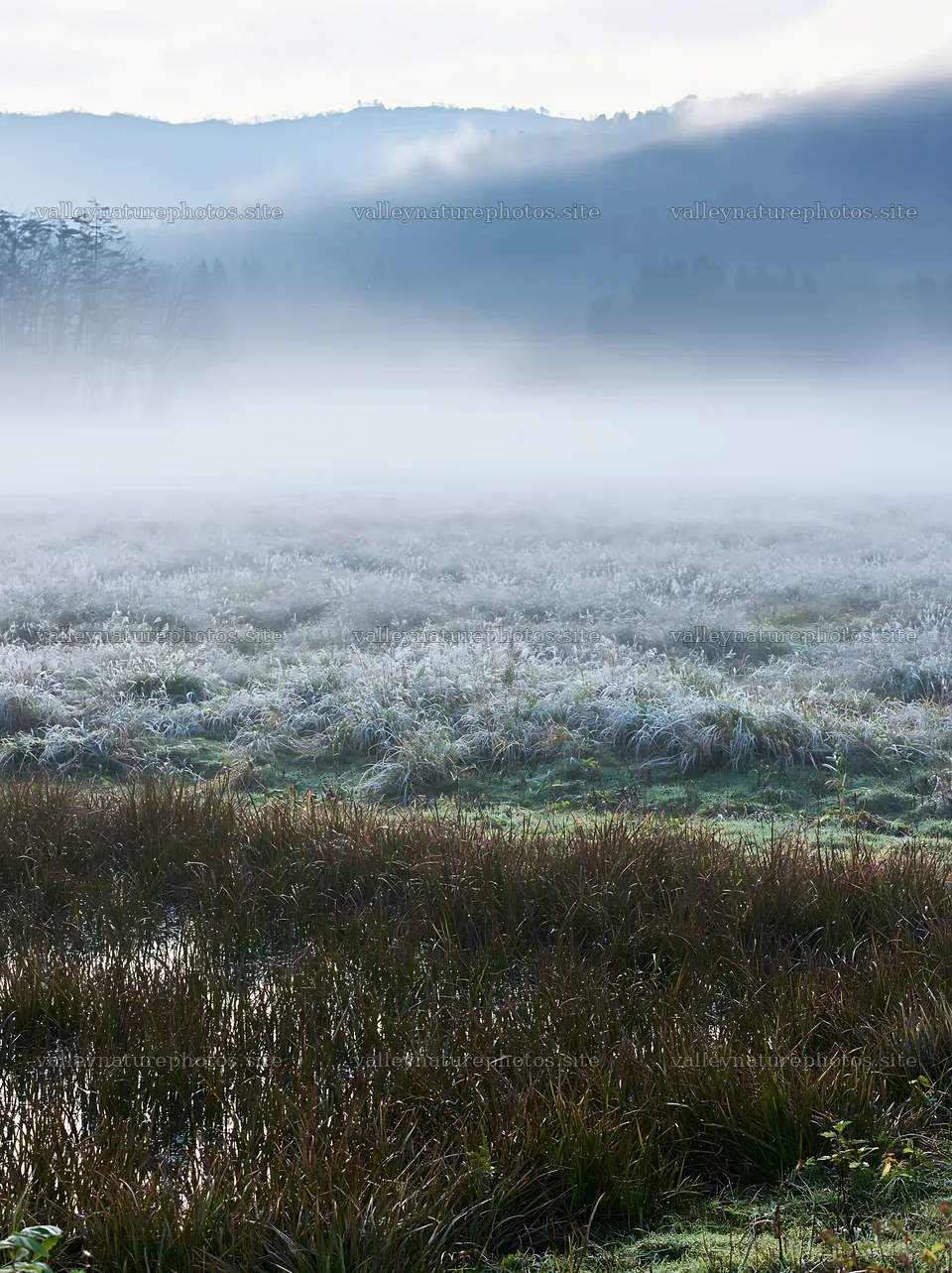 Akita snowmelt meadow with silver grasses in early morning light – nature photography 6866x9174