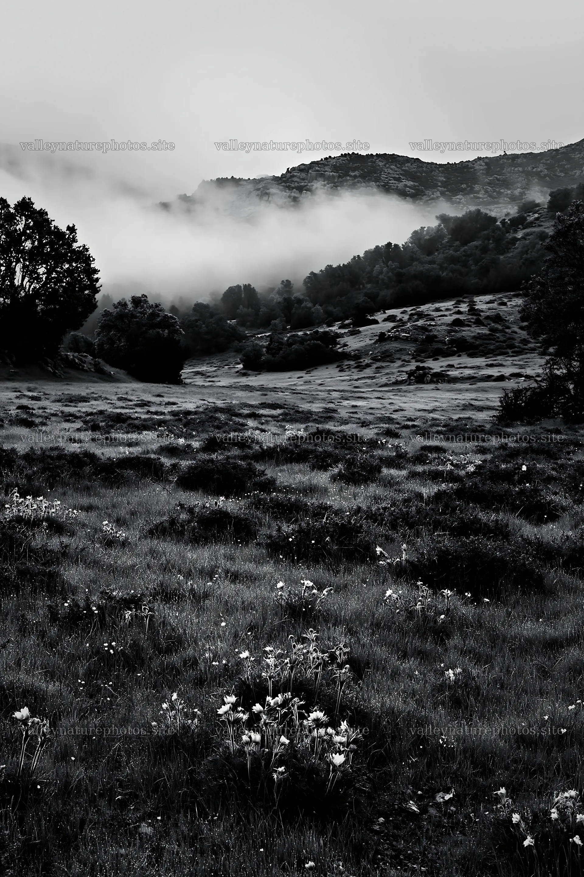 Cloudy rockrose meadow under misty mountains – nature photography 6480x9722