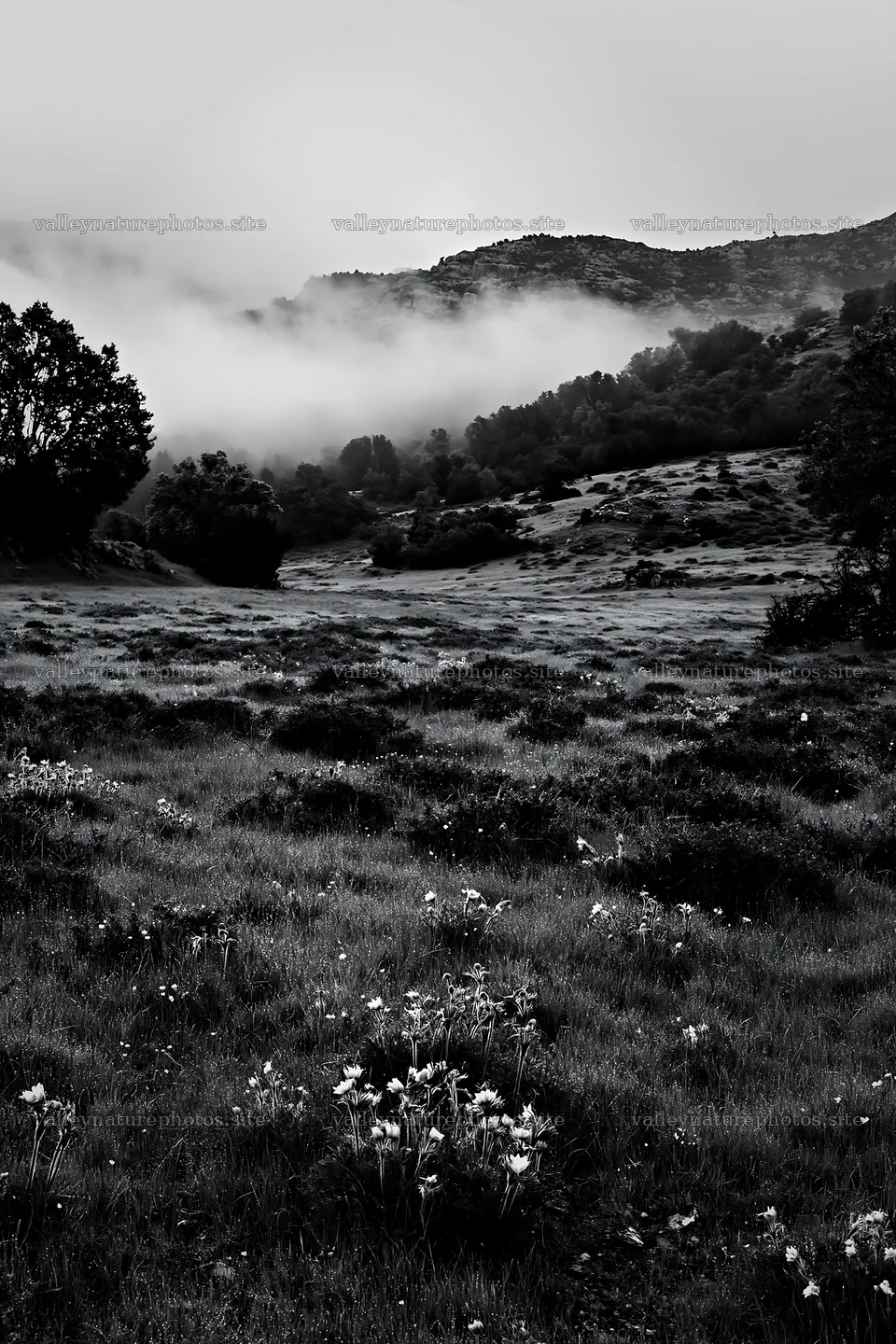Cloudy rockrose meadow under misty mountains – nature photography 6480x9722