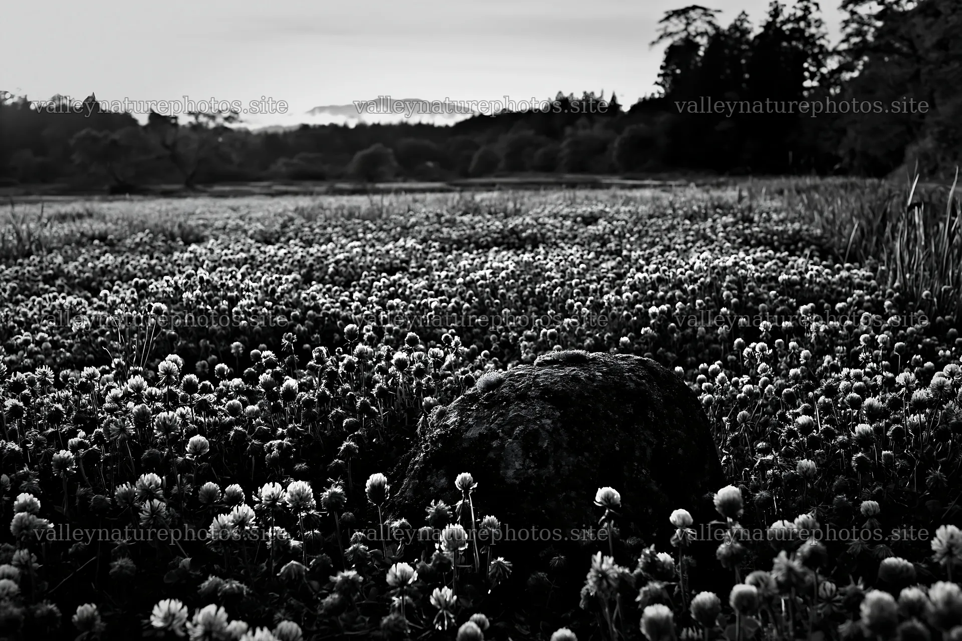 Mossy stone in Miyagi spring recovery meadow with flowers – nature photography 9722x6480