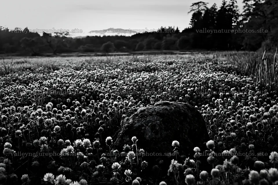 Mossy stone in Miyagi spring recovery meadow with flowers – nature photography 9722x6480
