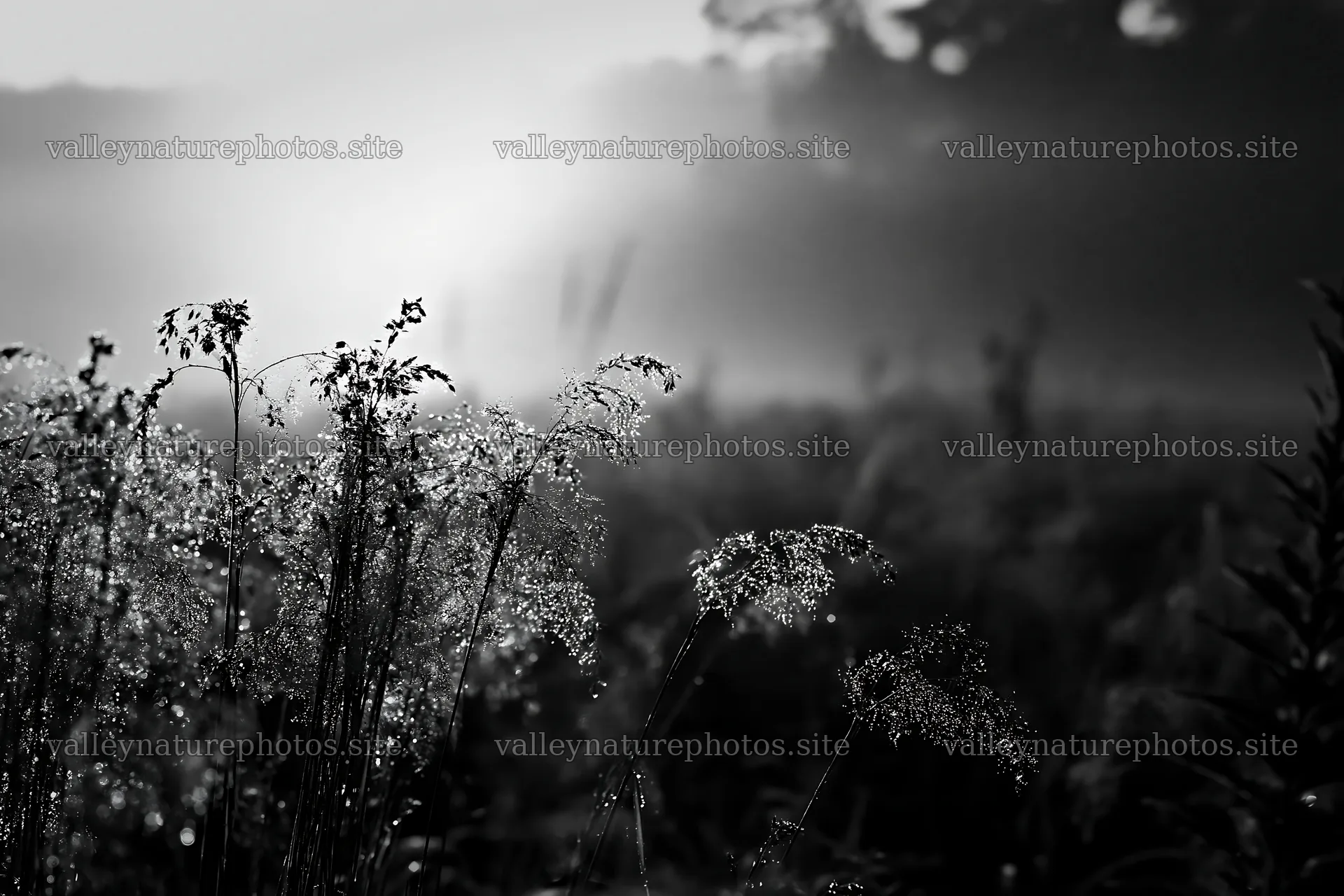 Iwate meadow with seedheads after rain in black and white – nature photography 9722x6480