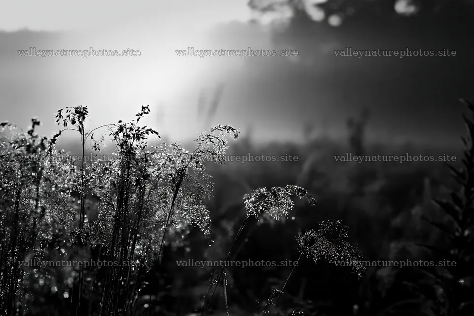 Iwate meadow with seedheads after rain in black and white – nature photography 9722x6480