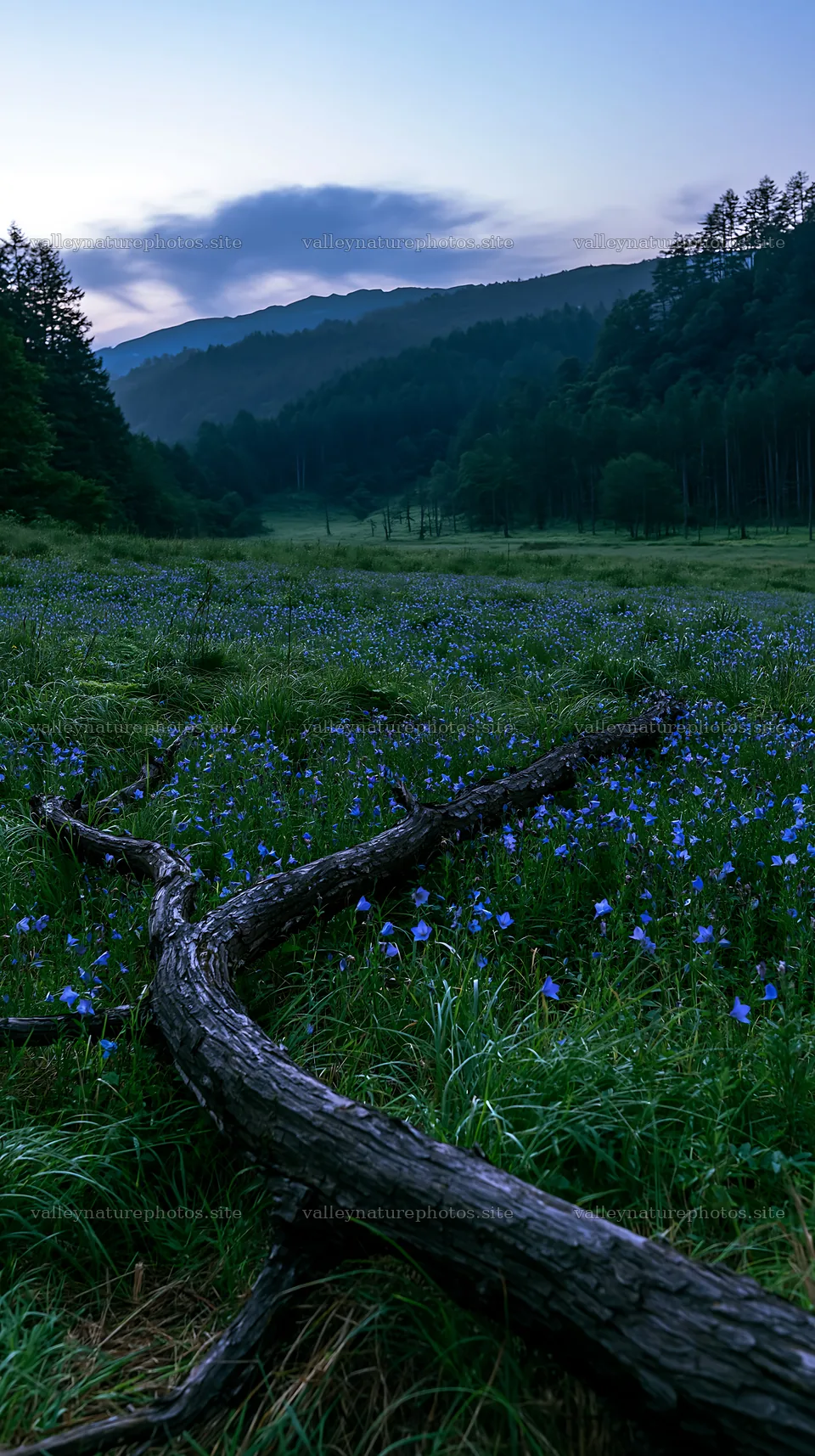 Yamagata rewilded meadow fallen branch foreground in natural setting – nature photography 5938x10608