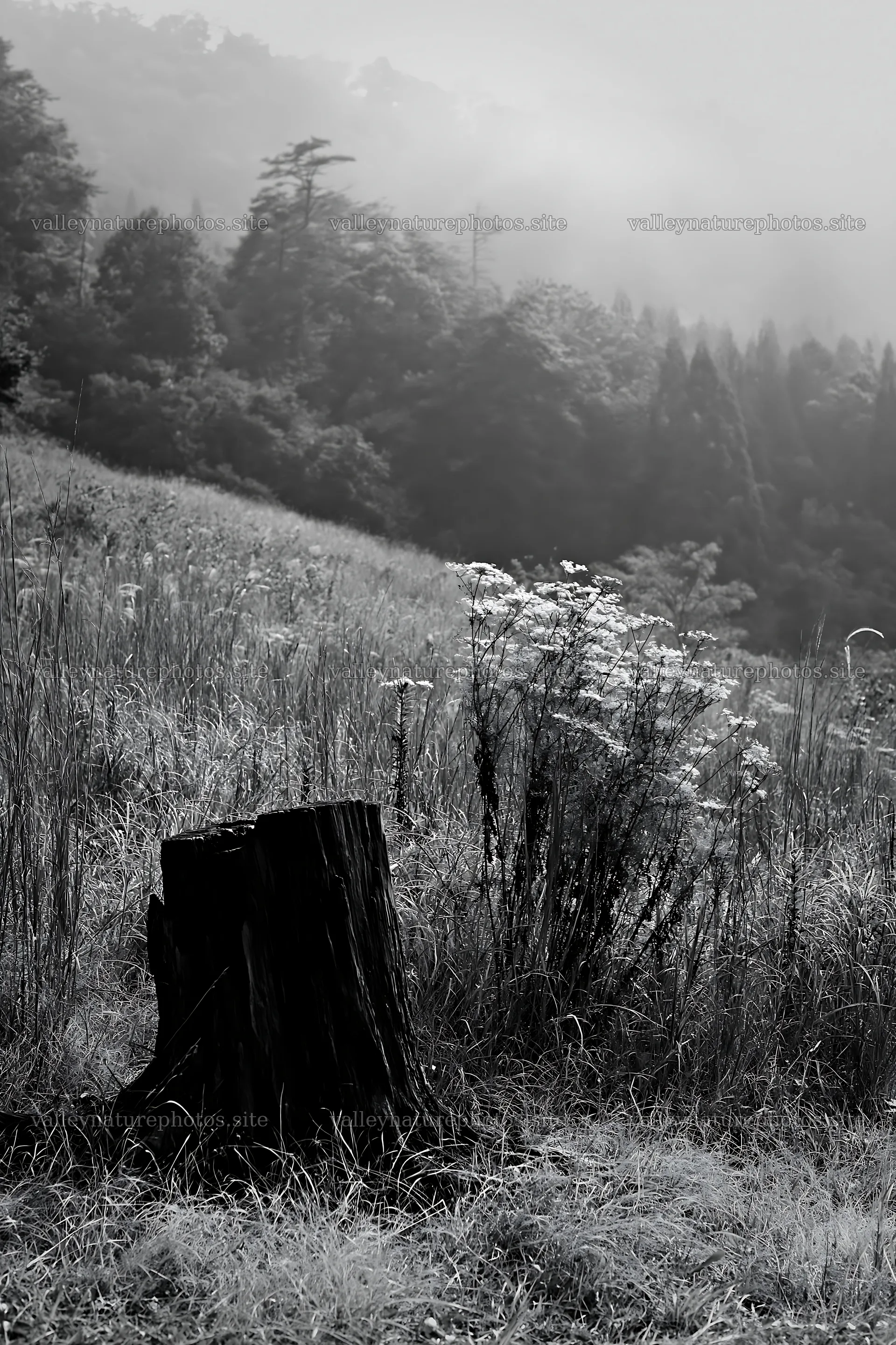 Fukushima native meadow with weathered stump – nature photography 6480x9722