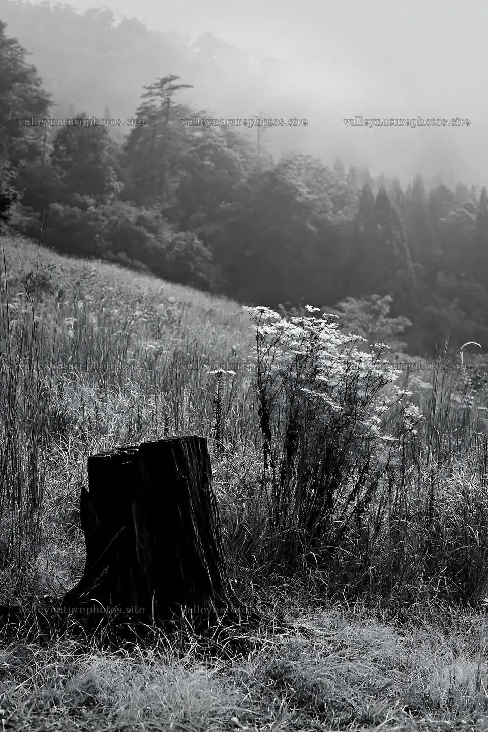 Fukushima native meadow with weathered stump – nature photography 6480x9722