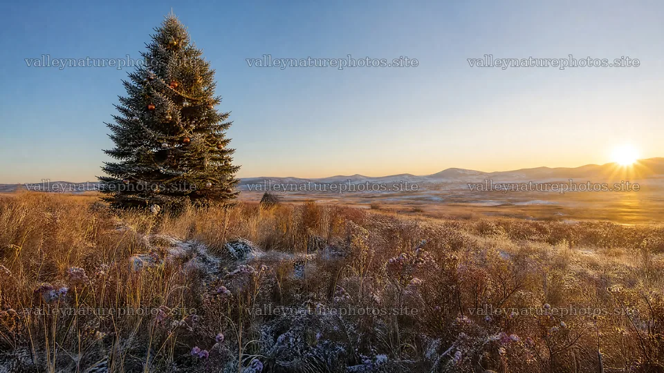 Vibrant Christmas tree in meadow under winter sunlight – nature photography 10584x5952