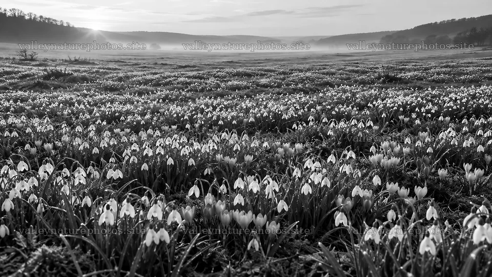 Spring Bulbs in a Misty Meadow – nature photography 10324x5812