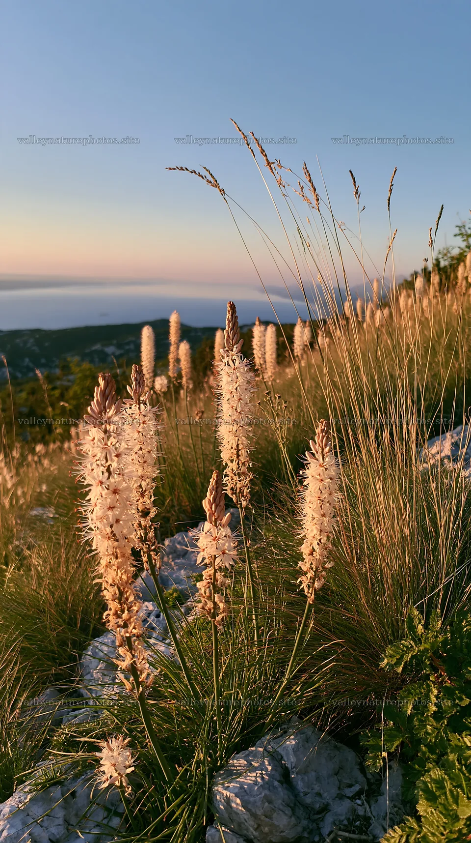 Meadow grasses above the Adriatic coast in Croatia – nature photography 5938x10608