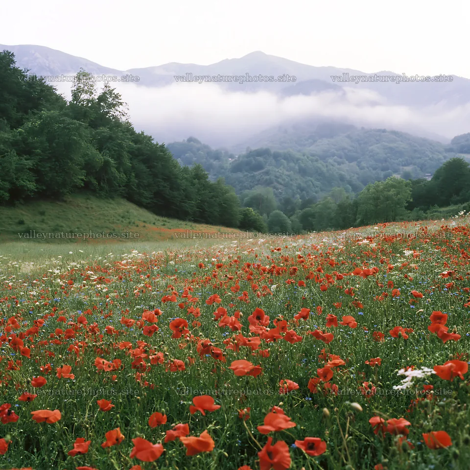 Poppy flax meadow with mountains and fog in the background – nature photography 7938x7938