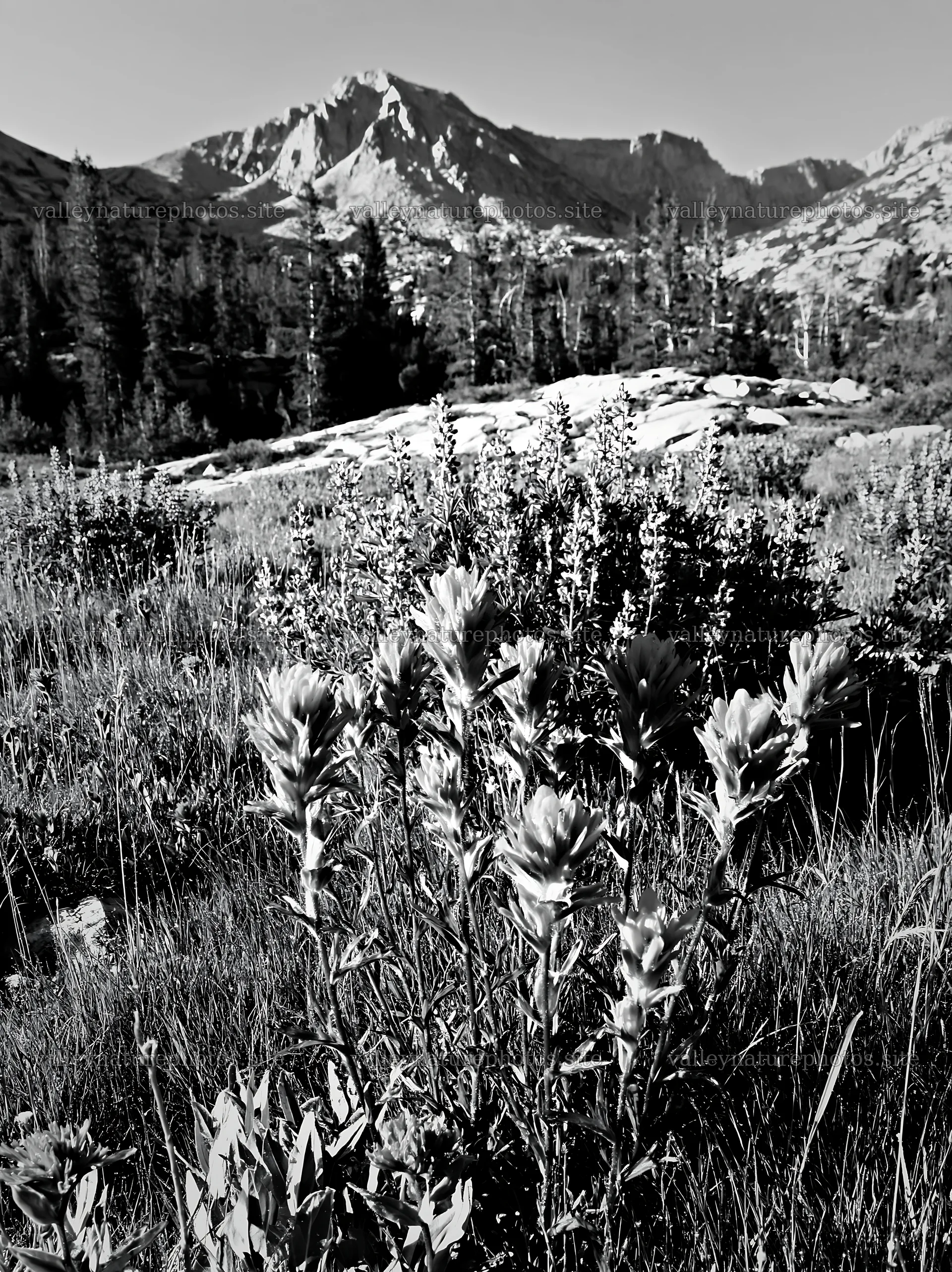 Paintbrush lupine meadow with mountains in the background – nature photography 6866x9174