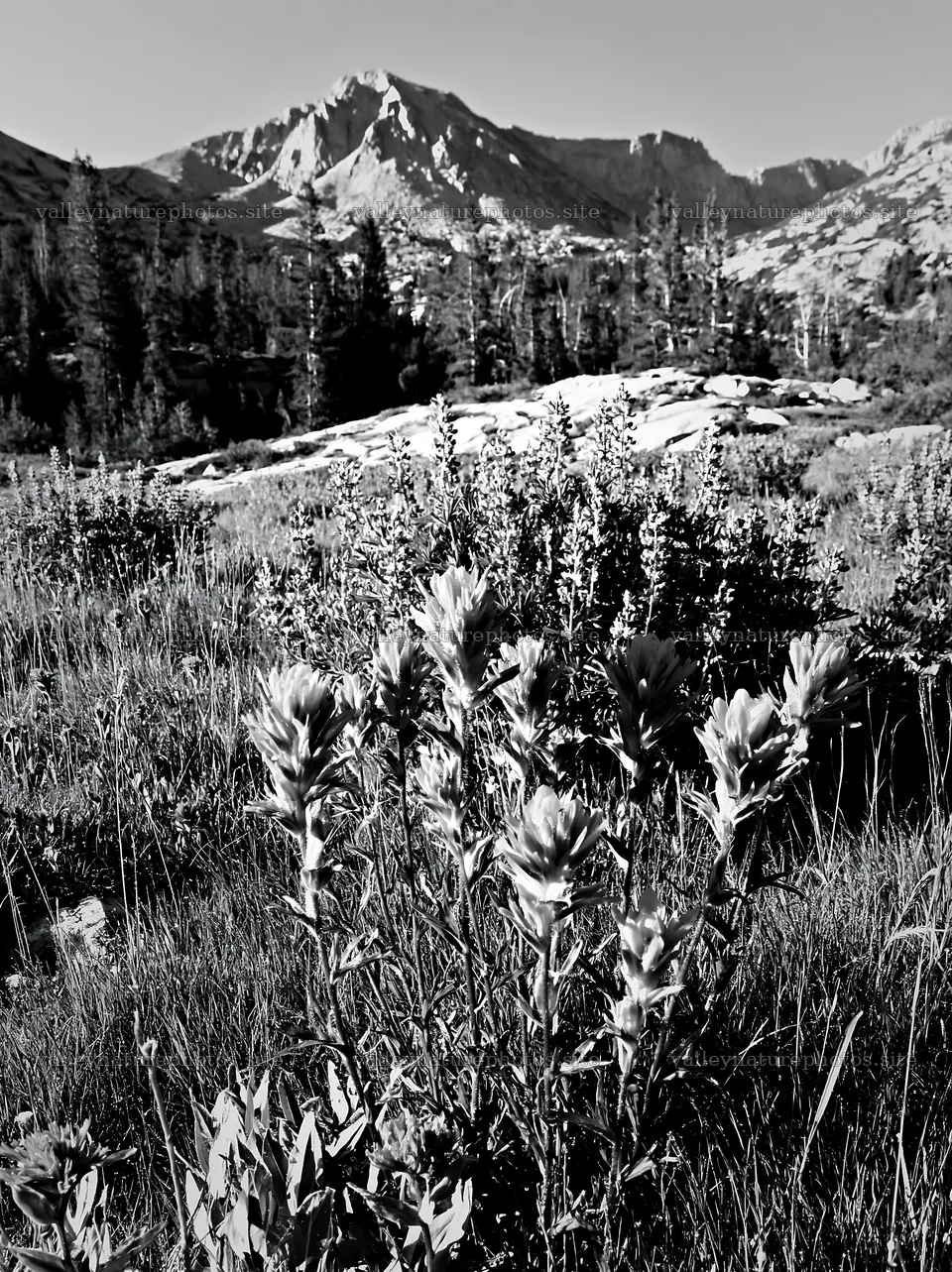 Paintbrush lupine meadow with mountains in the background – nature photography 6866x9174