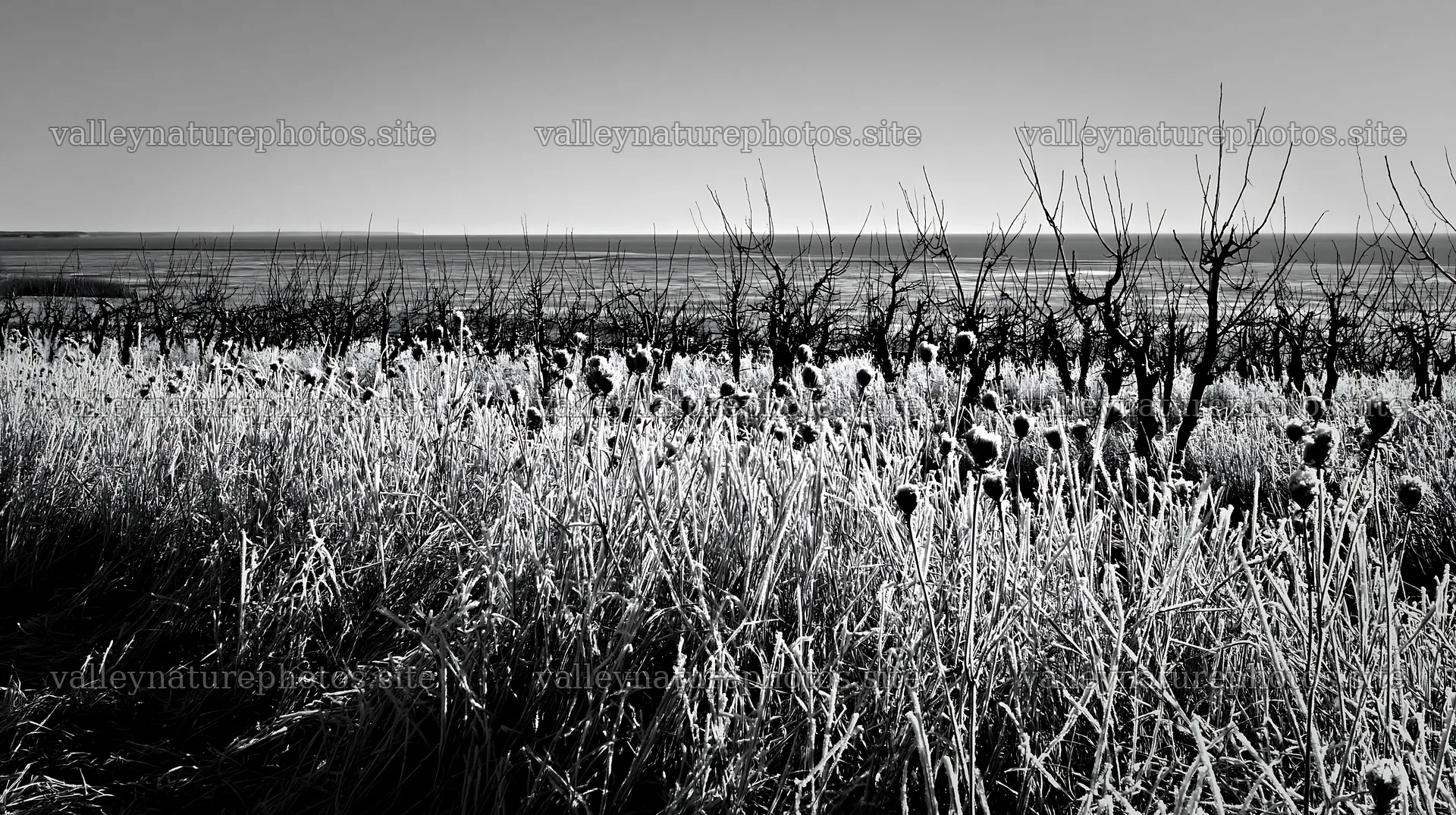 Seaside orchard meadow with frosted grass and bare trees – nature photography 10608x5938