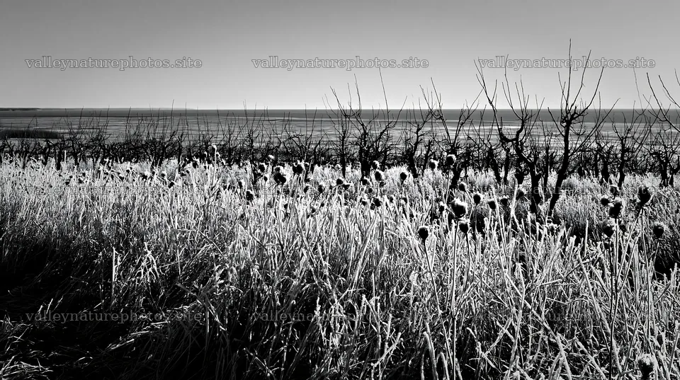Seaside orchard meadow with frosted grass and bare trees – nature photography 10608x5938