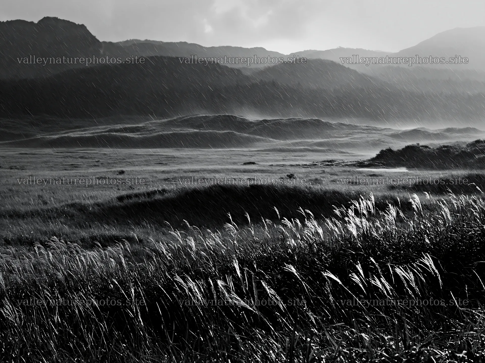 Tottori windy meadow with dune grasses in natural light – nature photography 9174x6866
