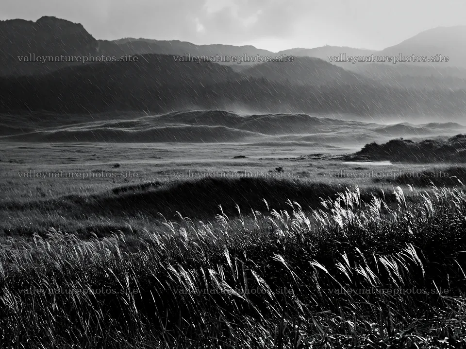 Tottori windy meadow with dune grasses in natural light – nature photography 9174x6866