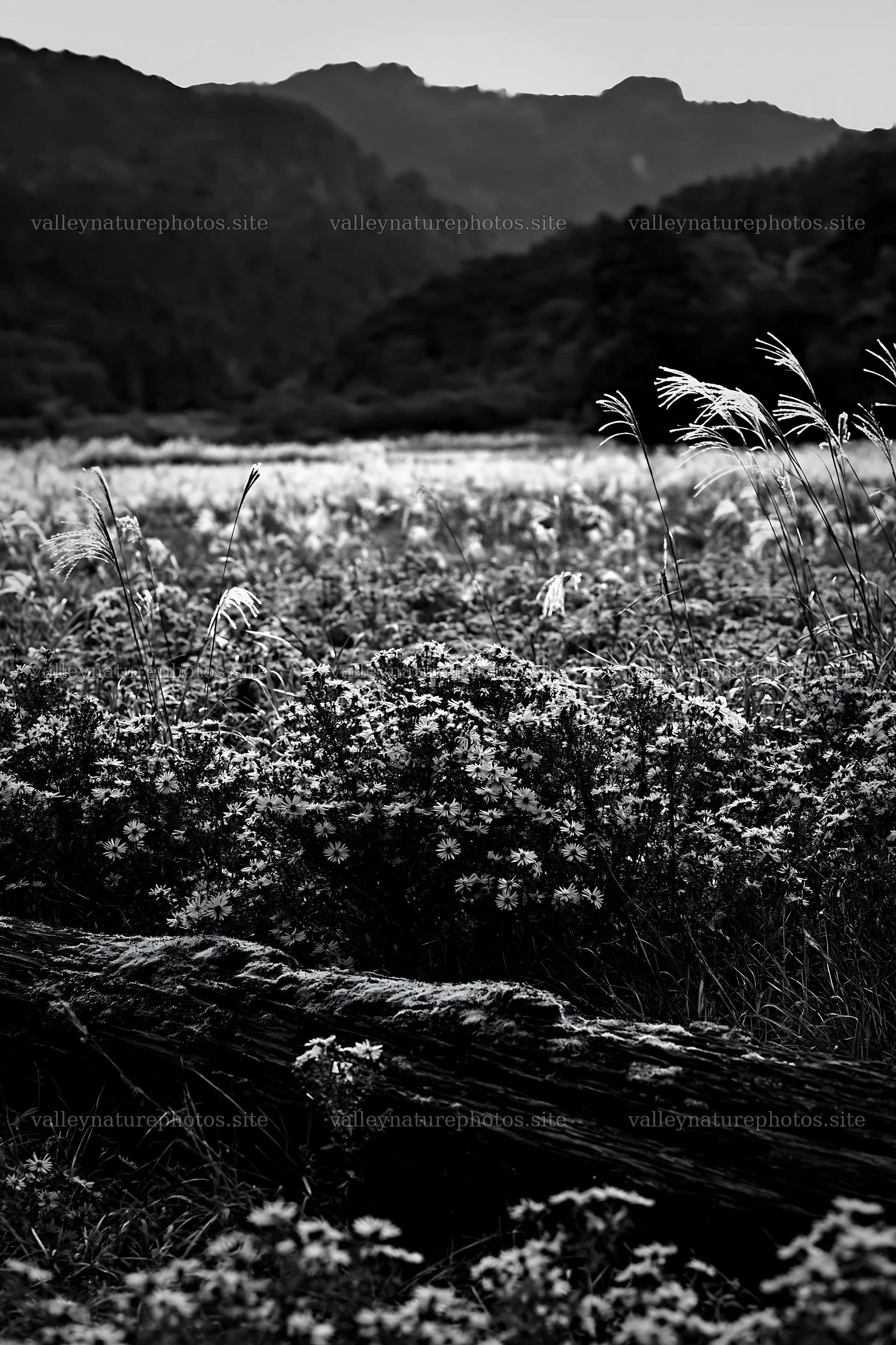 Mossy log in Gifu low carbon meadow with wildflowers – nature photography 6480x9722