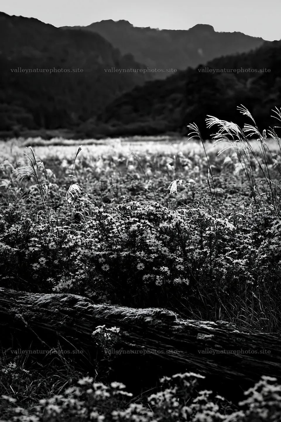Mossy log in Gifu low carbon meadow with wildflowers – nature photography 6480x9722