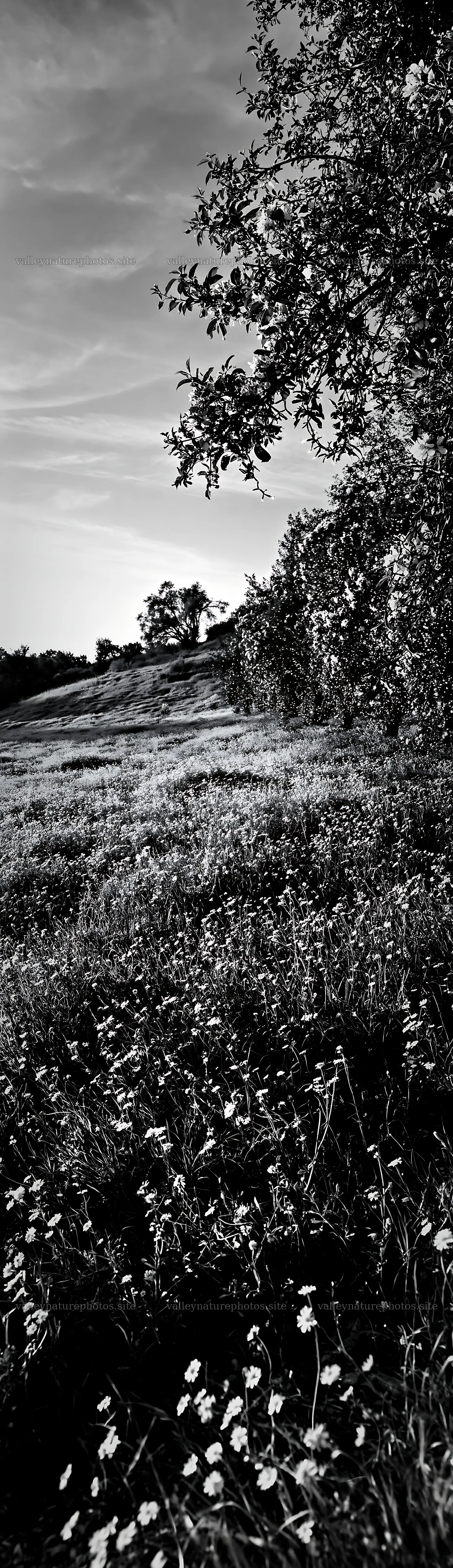 Christmas meadow with apple trees and wildflowers at dusk – nature photography 4268x14762