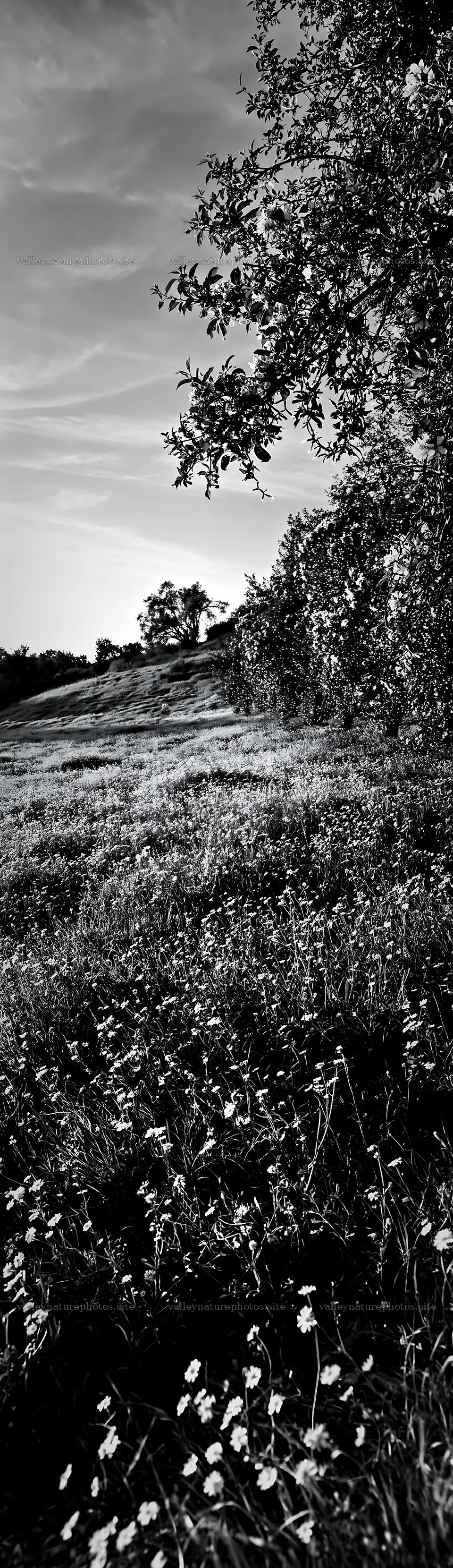 Christmas meadow with apple trees and wildflowers at dusk – nature photography 4268x14762