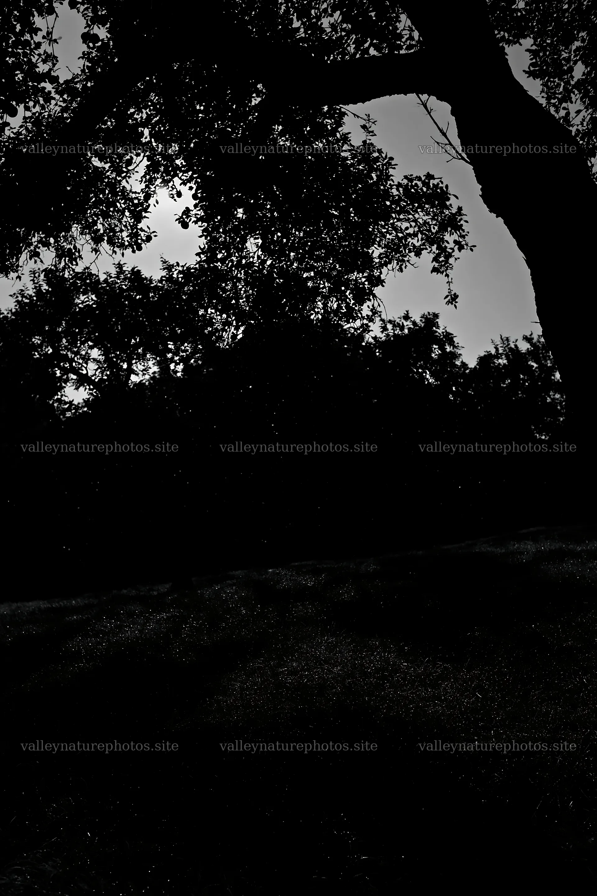 Moody orchard meadow under soft light – nature photography 6480x9722