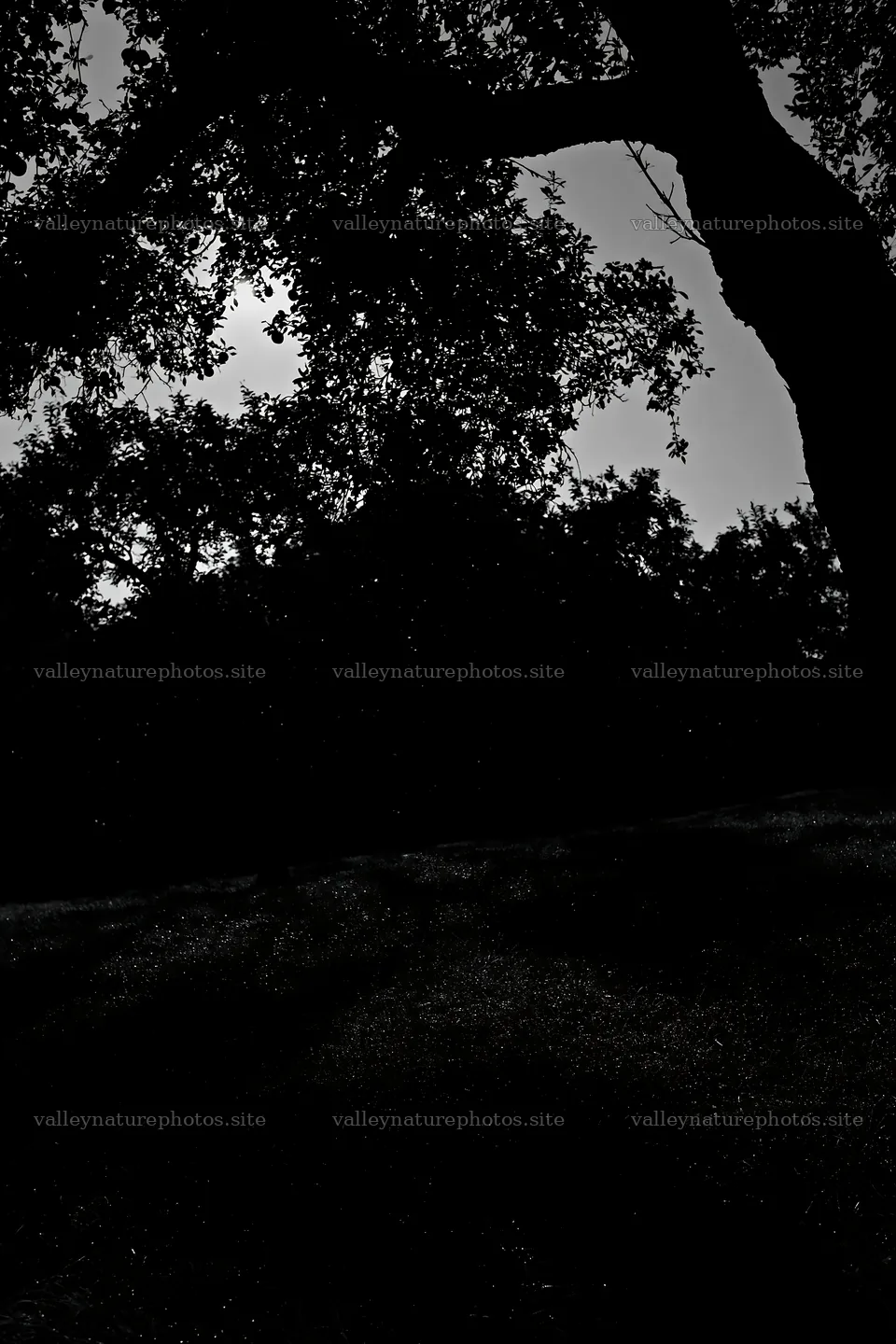 Moody orchard meadow under soft light – nature photography 6480x9722
