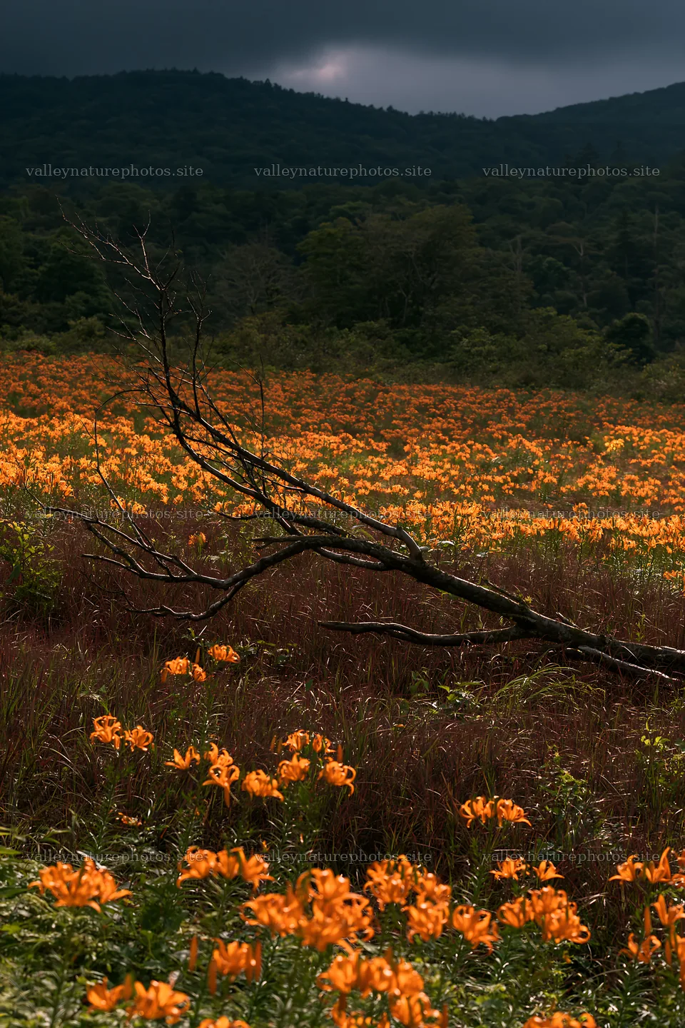 Yamagata rewilded meadow with fallen branch in the foreground – nature photography 6480x9722