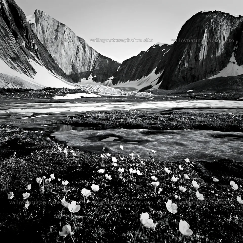 Frozen tarn meadow with spring flowers near mountains – nature photography 7938x7938
