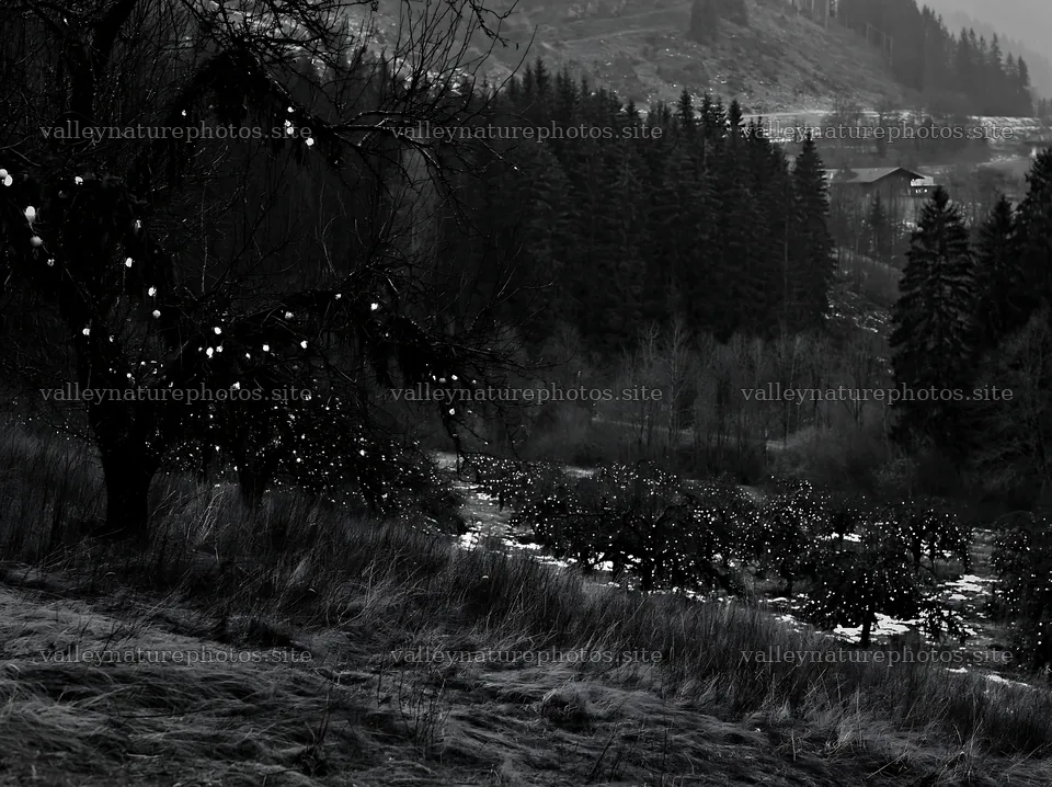 Christmas meadow with apple trees and garlands in winter – nature photography 9174x6866