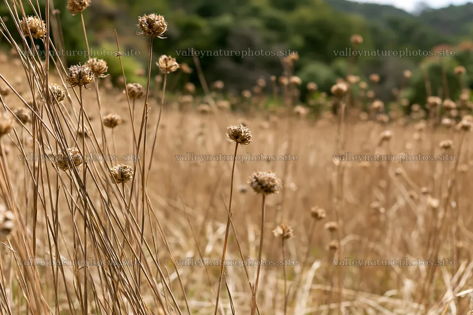 Seedhead meadow with dried plants in natural landscape – nature photography 9722x6480