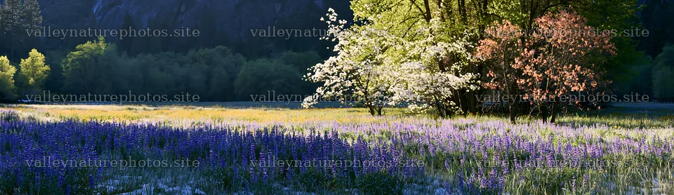 Snowy Yosemite Valley meadow view in springtime – nature photography 14762x4268