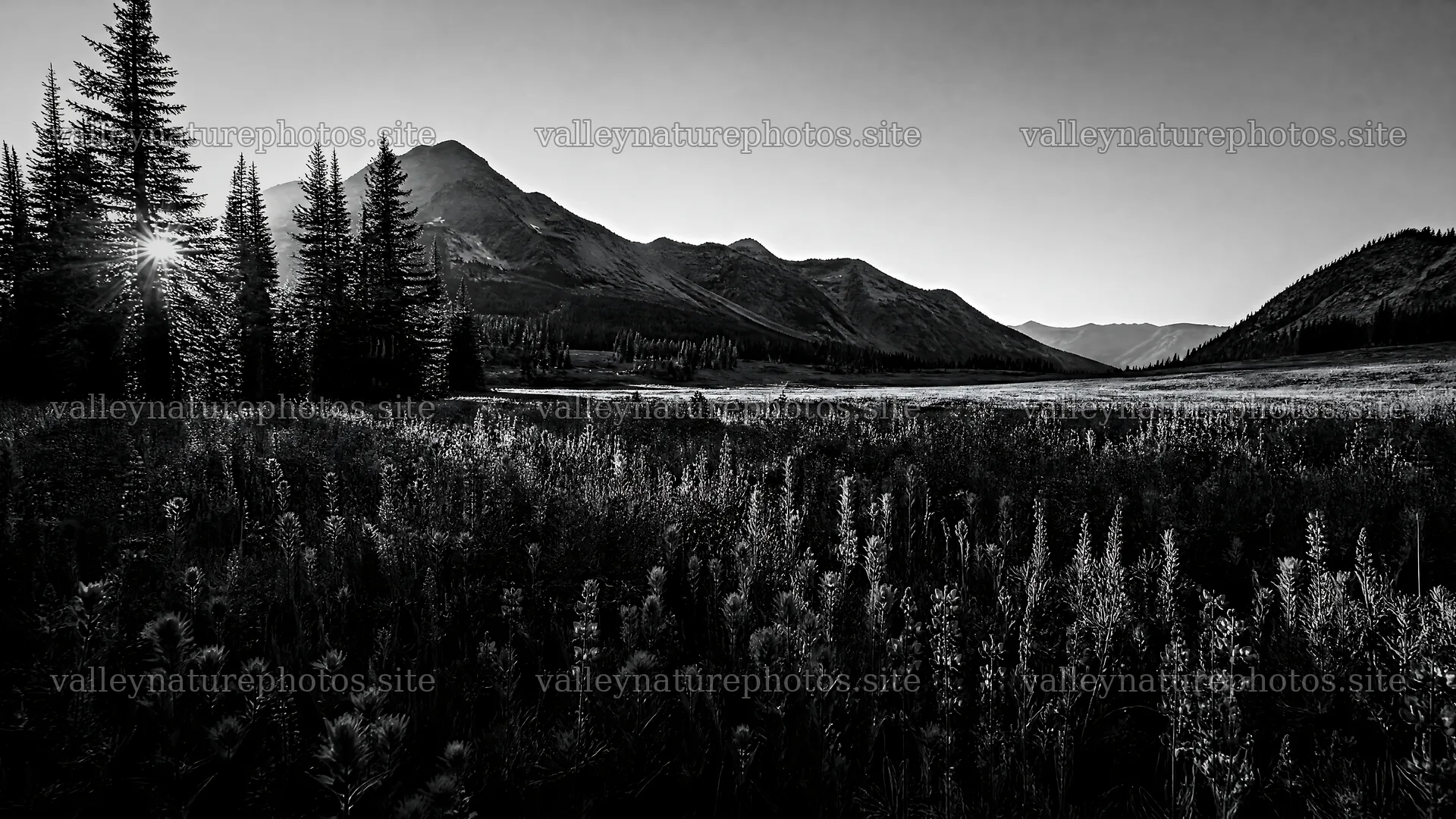 Paintbrush lupine meadow with mountains and trees in the background – nature photography 10584x5952