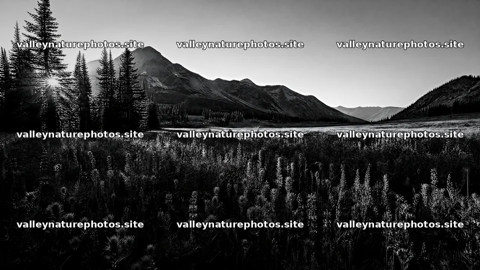 Paintbrush lupine meadow with mountains and trees in the background – nature photography 10584x5952