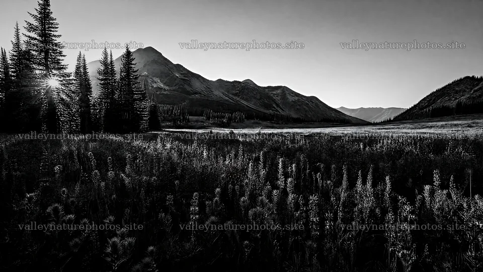Paintbrush lupine meadow with mountains and trees in the background – nature photography 10584x5952