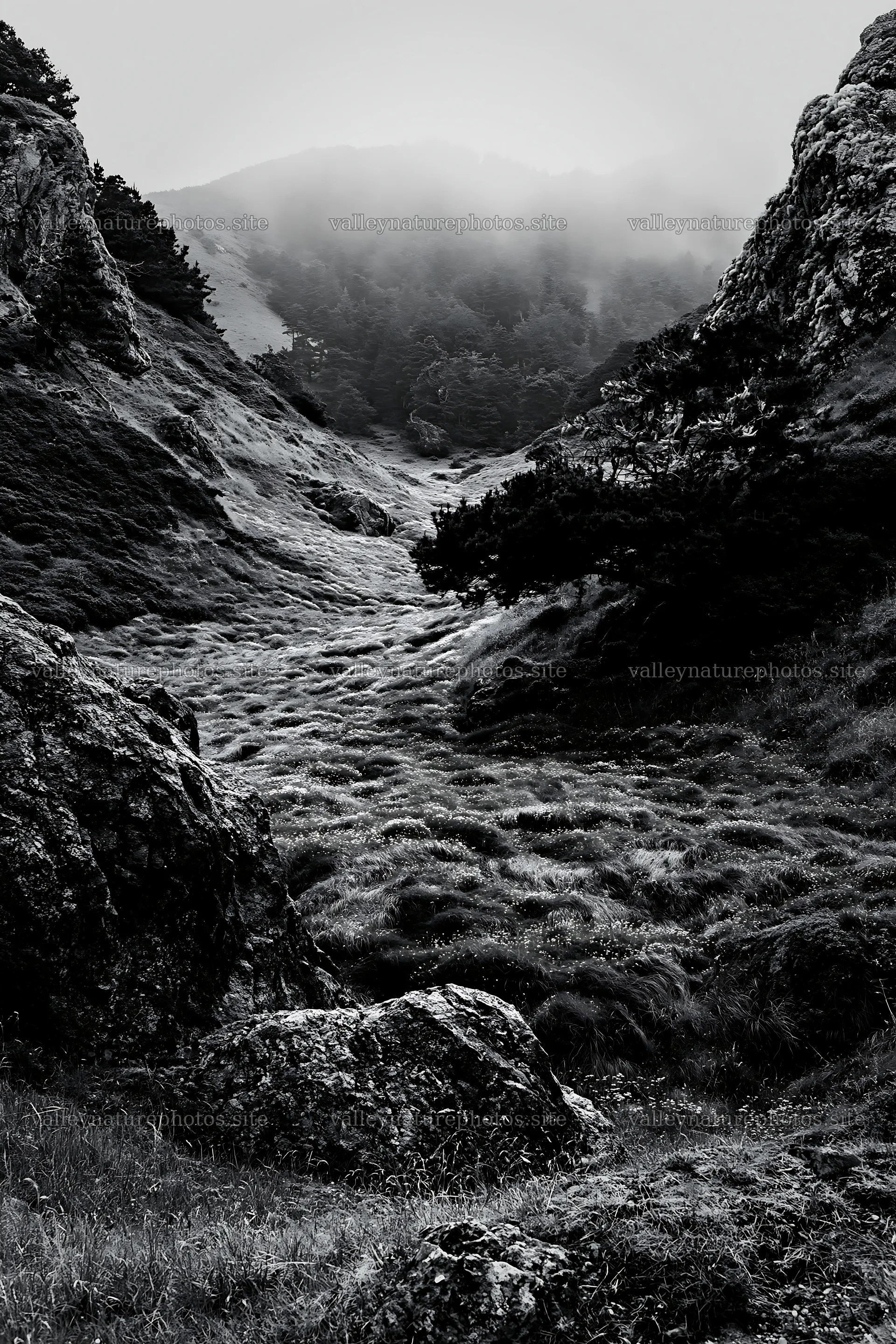 Wooded valley meadow with rocky cliffs and fog – nature photography 6480x9722
