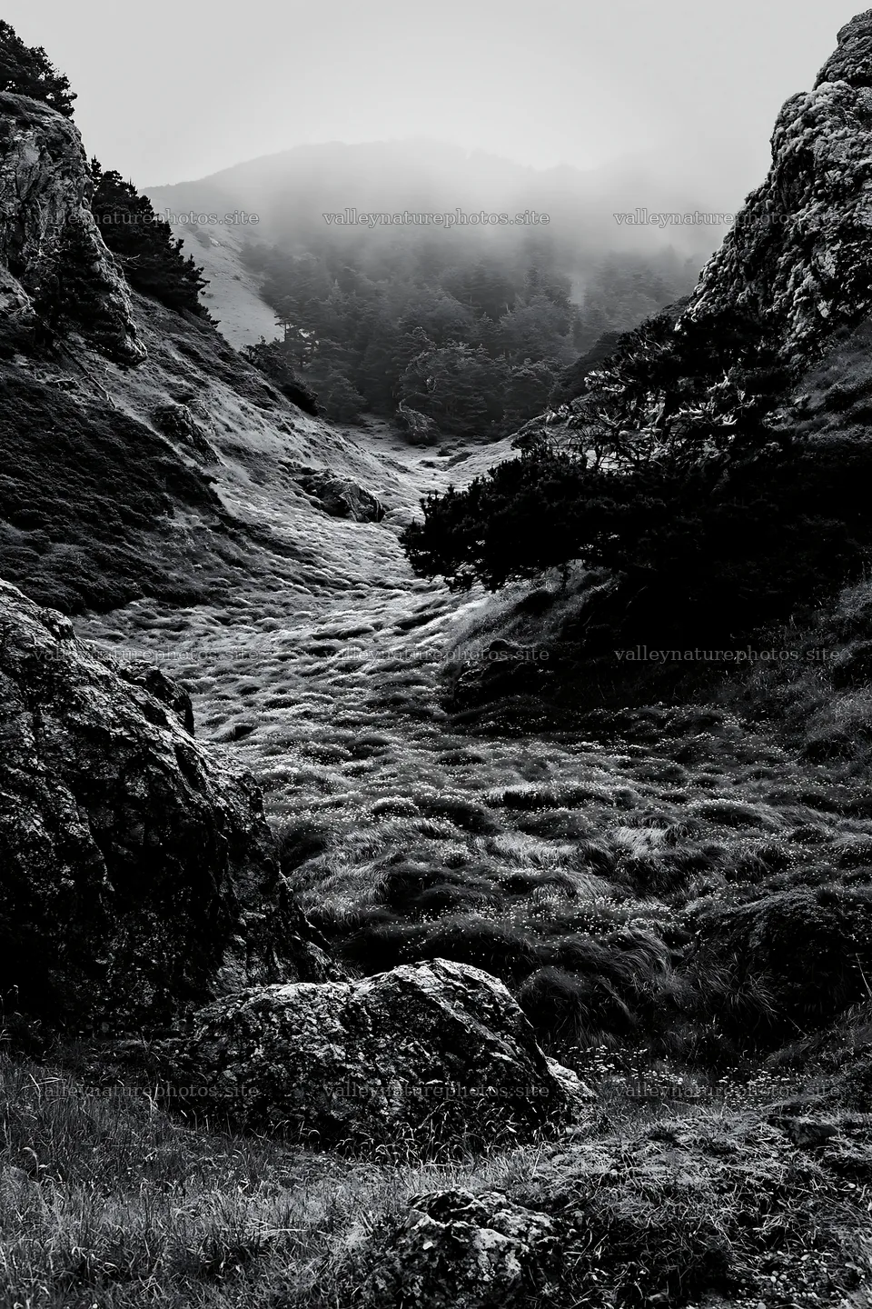 Wooded valley meadow with rocky cliffs and fog – nature photography 6480x9722