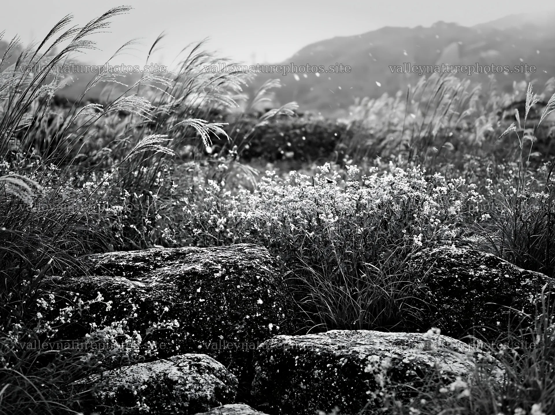 Rewilded Akita silver grass meadow stones – nature photography 9174x6866