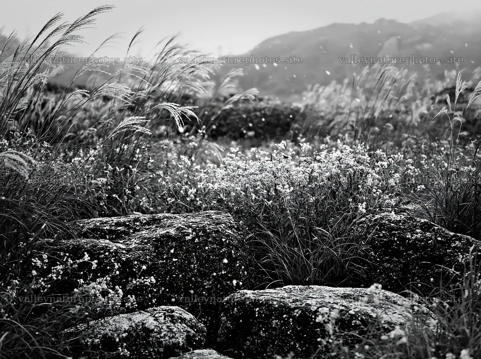 Rewilded Akita silver grass meadow stones – nature photography 9174x6866