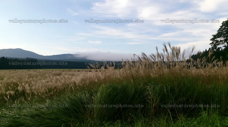 Iwate rain refreshed meadow seedhead foreground – nature photography 10608x5938