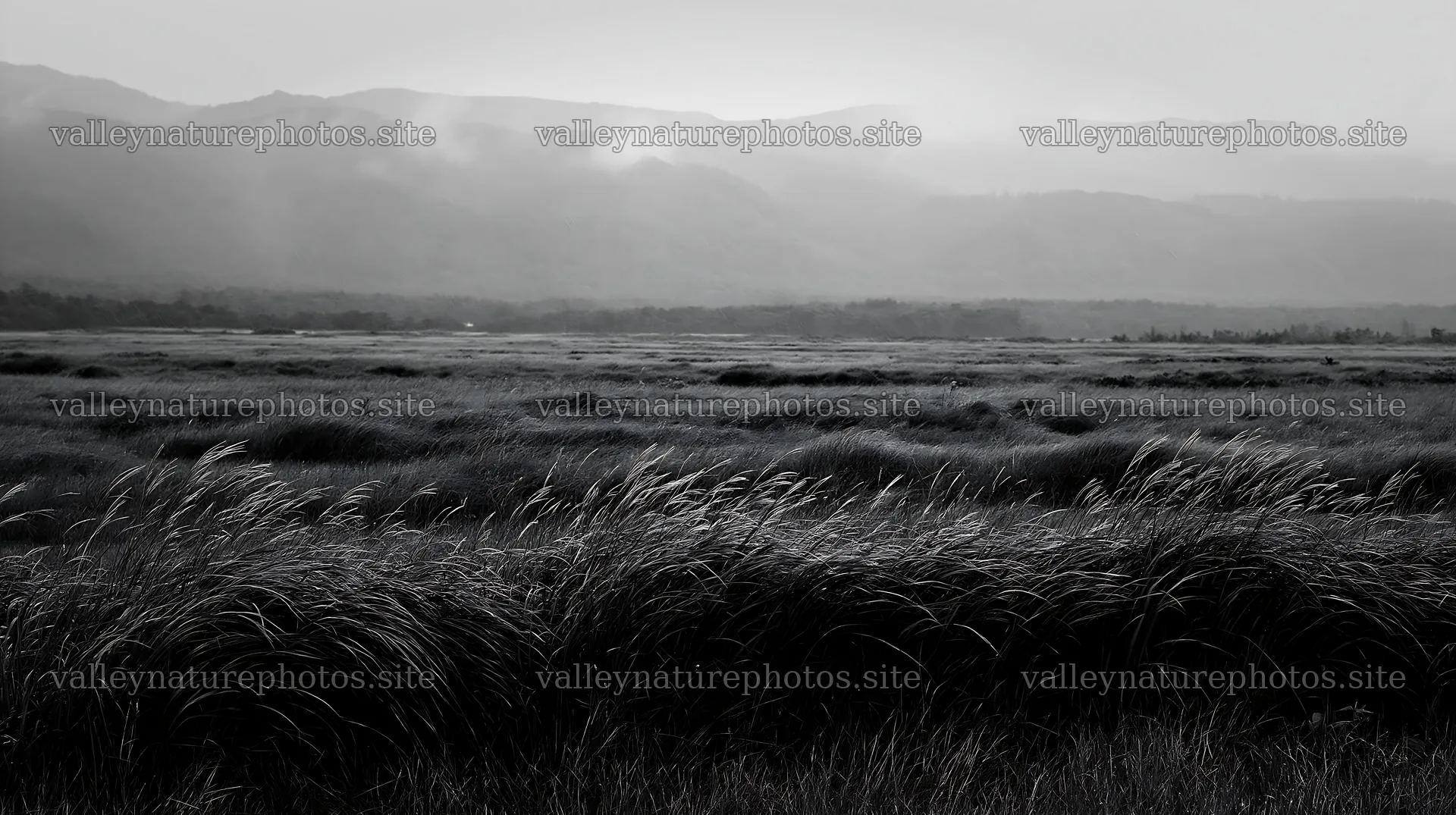 Iwate meadow with seedheads and rain in the background – nature photography 10608x5938