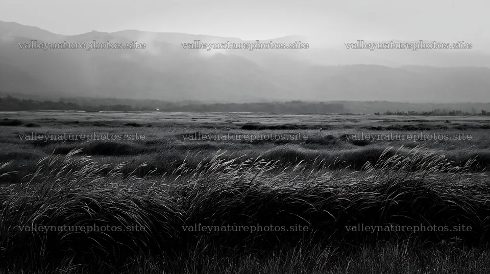 Iwate meadow with seedheads and rain in the background – nature photography 10608x5938