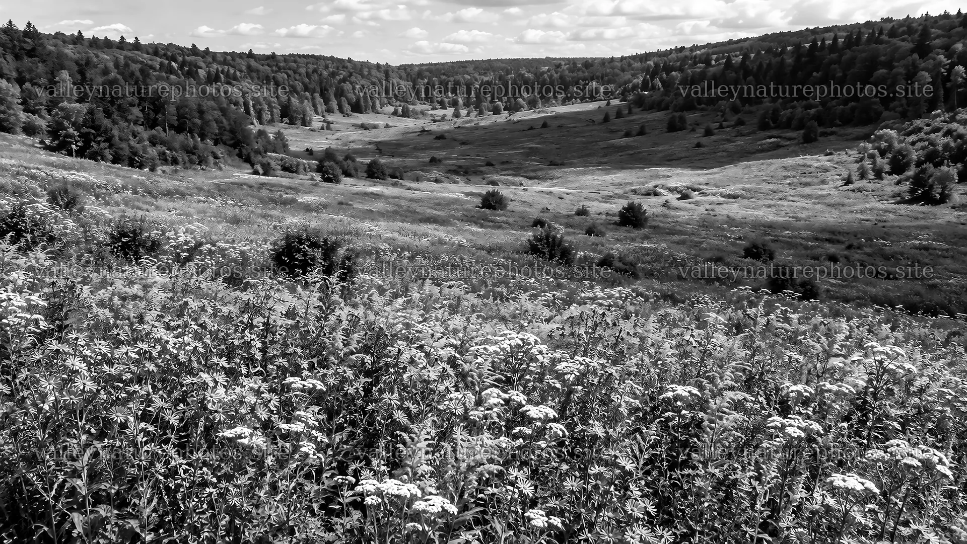Black and White Forest Valley Meadow – nature photography 10324x5812