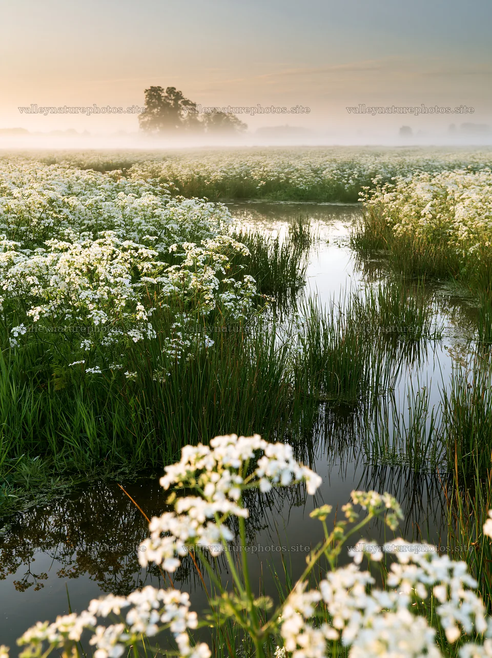 Cow parsley meadow with water reflection and mist in the morning – nature photography 6866x9174