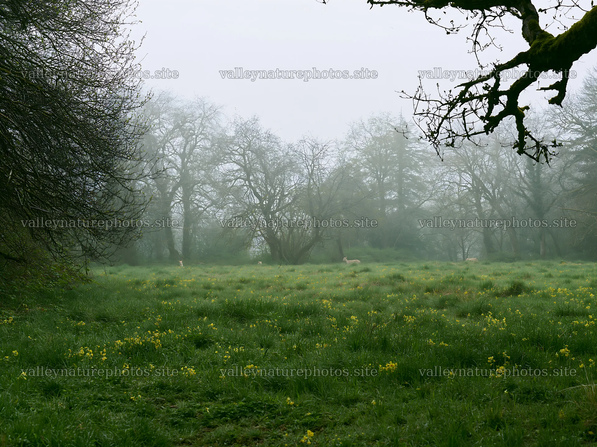 Misty forest meadow with fog and greenery – nature photography 9174x6866
