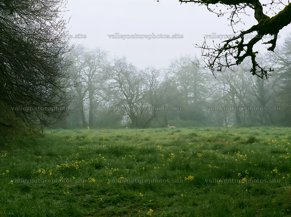 Misty forest meadow with fog and greenery – nature photography 9174x6866
