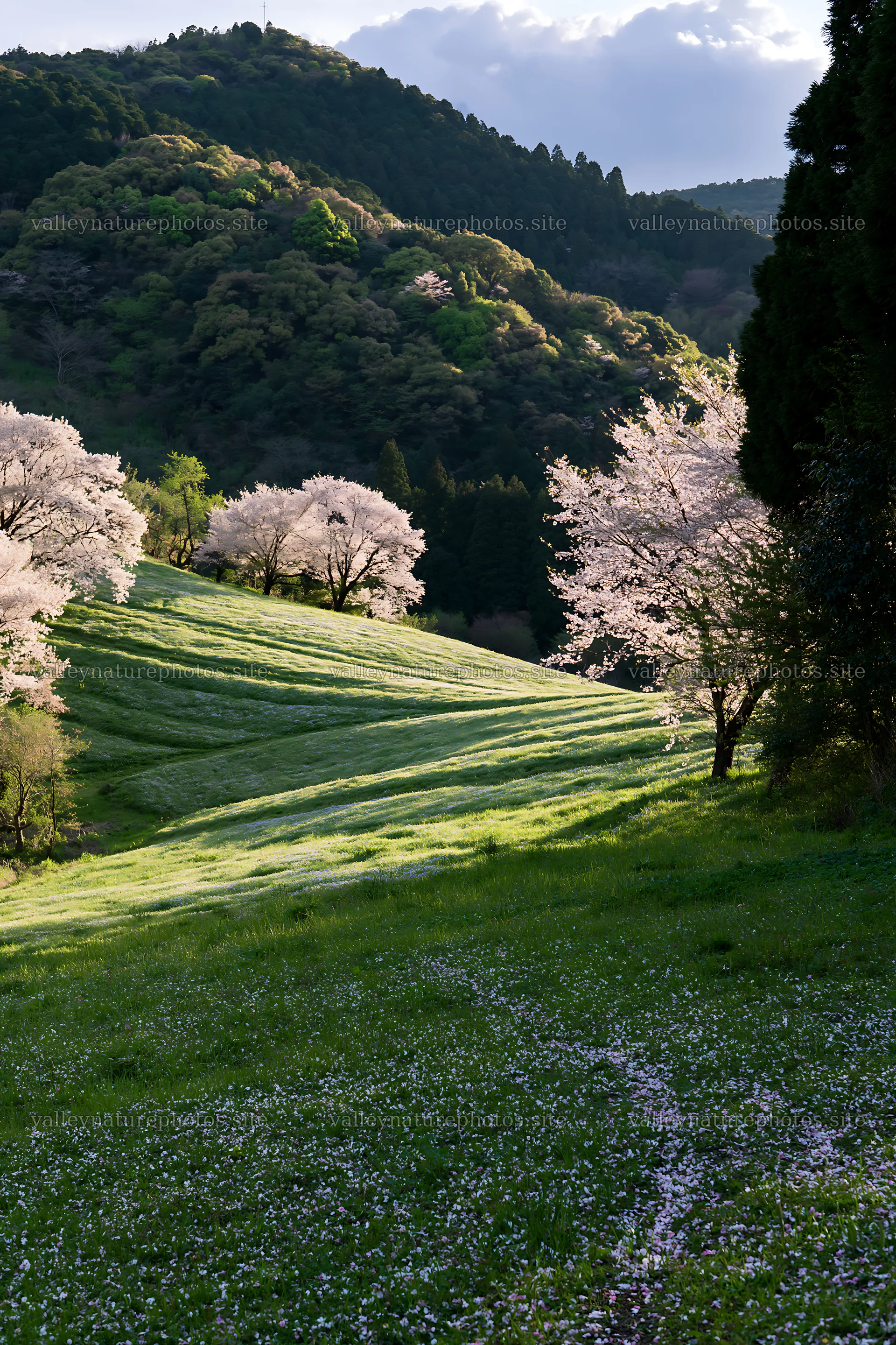 Fukuoka spring meadow with fallen blossoms in the foreground – nature photography 6480x9722