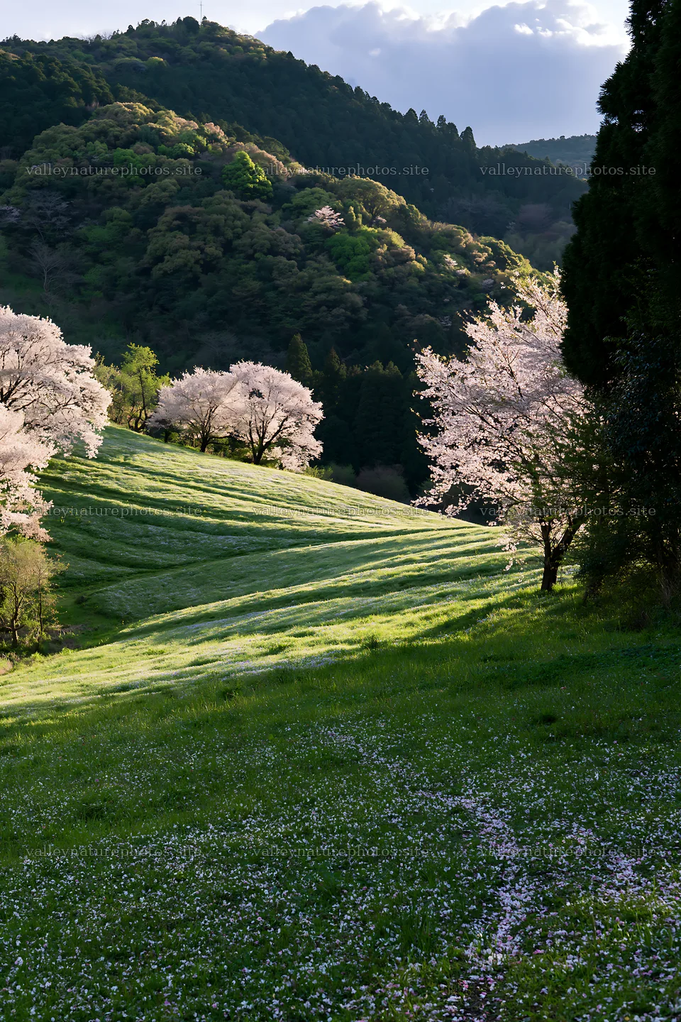 Fukuoka spring meadow with fallen blossoms in the foreground – nature photography 6480x9722