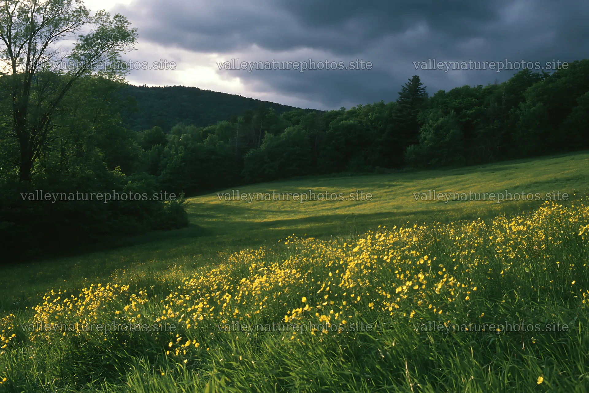 Colorful buttercup meadow under cloudy sky – nature photography 9722x6480