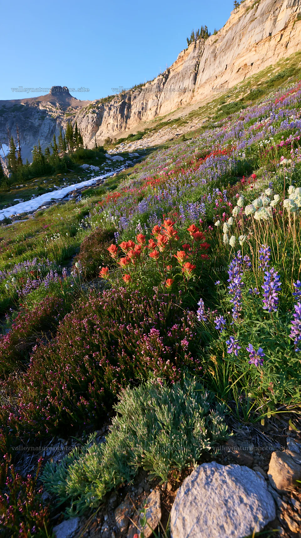 Paintbrush lupine meadow with mountain backdrop – nature photography 5938x10608